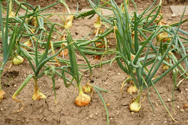 Campo de cebolla de la pequeña granja checa — Foto de Stock