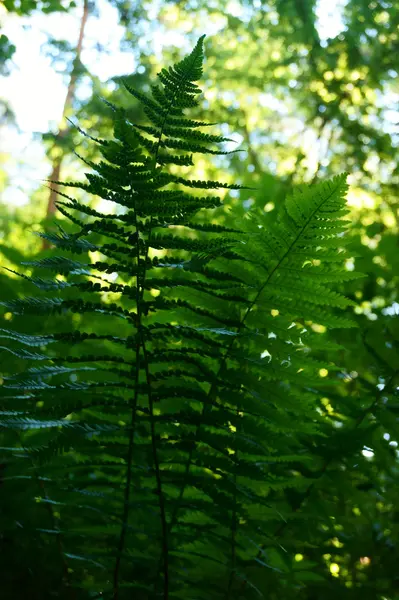 Hojas de helecho verde textura —  Fotos de Stock