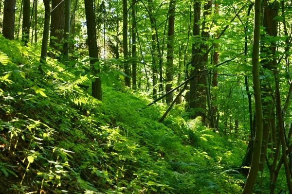 Bosque oscuro verde — Foto de Stock