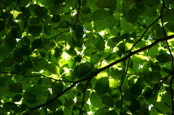 Folhas de faia verde árvore — Fotografia de Stock