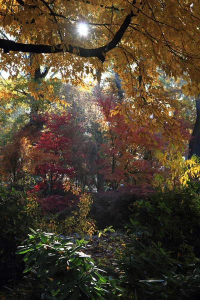 Cor floresta de outono — Fotografia de Stock