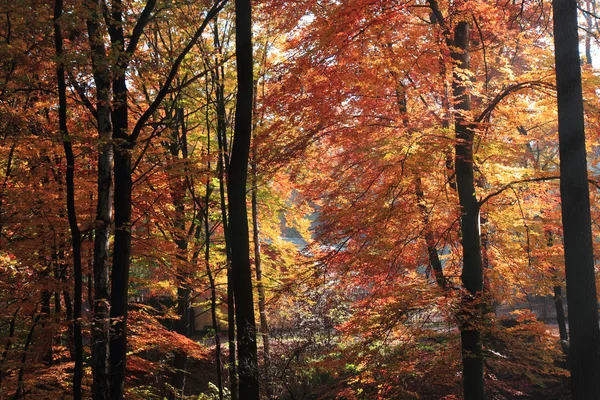色の秋の森 — ストック写真