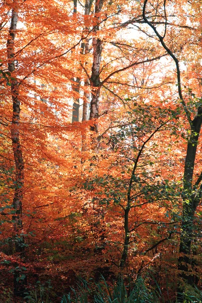 Color autumn forest — Stock Photo, Image