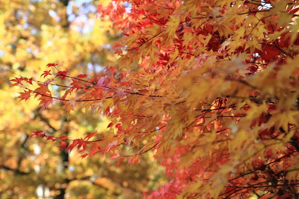 Hojas de otoño fondo — Foto de Stock