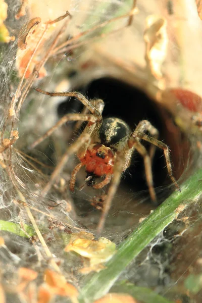Маленький паук в гнезде — стоковое фото