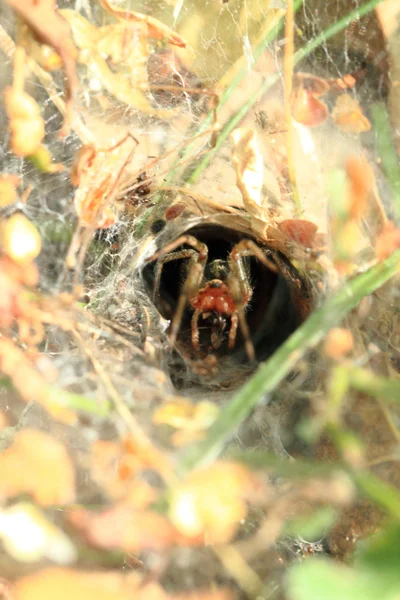 Kleine Spinne in seinem Nest — Stockfoto