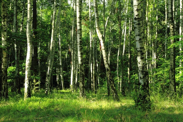 Zielony ciemny Las — Zdjęcie stockowe