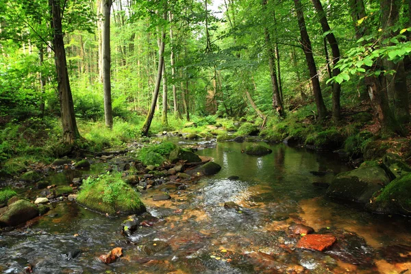 Floden i tjeckiska skogen — Stockfoto