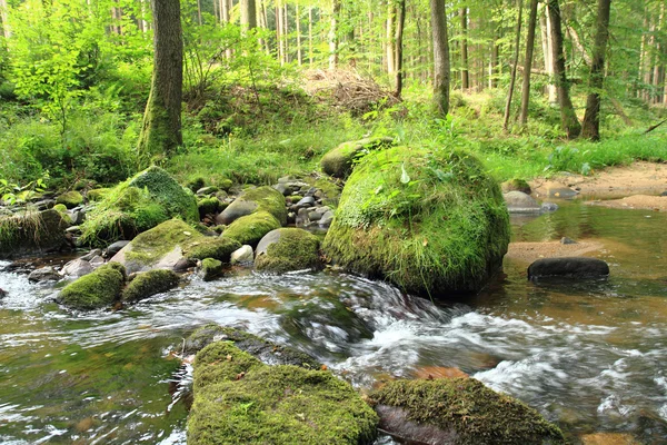 Floden i tjeckiska skogen — Stockfoto