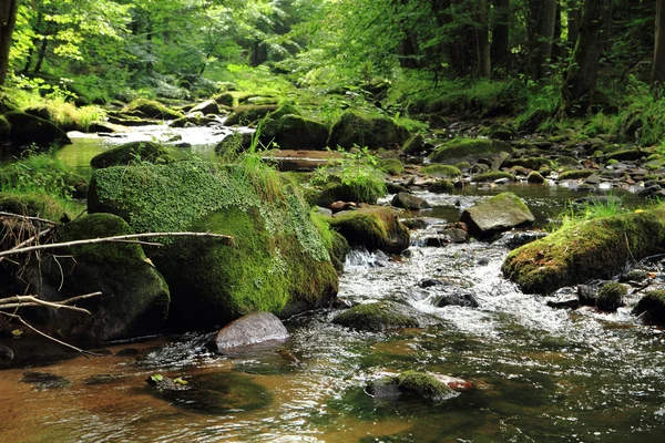 Rivière dans la forêt tchèque — Photo