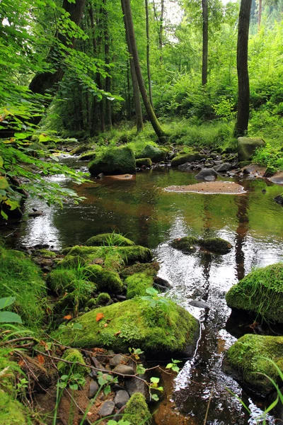 Rivière dans la forêt tchèque — Photo