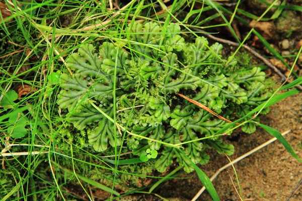 Liquen y musgo de fondo — Foto de Stock