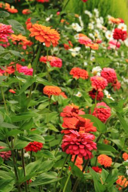 Zinnia çiçek arka plan