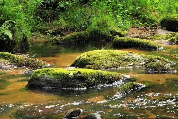 River in the czech forest — Stock Photo, Image