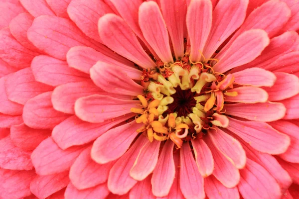 Zinnia flower background — Stock Photo, Image