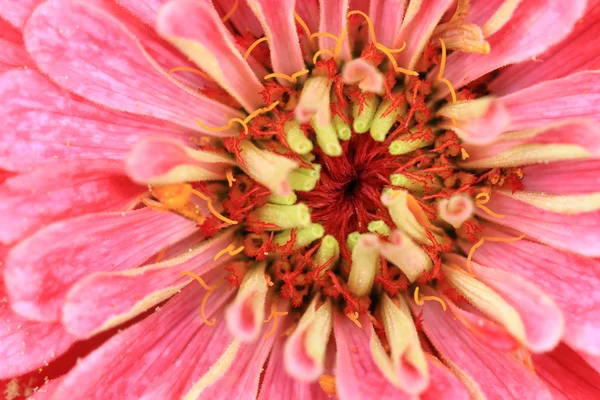 Zinnia flower background — Stock Photo, Image