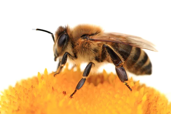 Abeja y flor — Foto de Stock