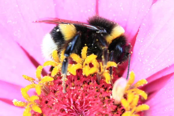 Humblebee och zinnia blomma — Stockfoto