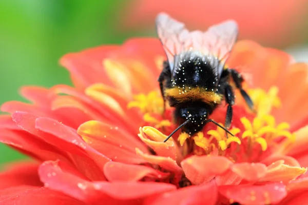 Flor de abelha e zinnia — Fotografia de Stock