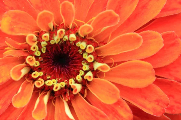 Zinnia bloem achtergrond — Stockfoto