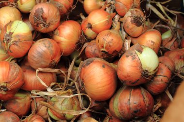 taze soğan arka plan