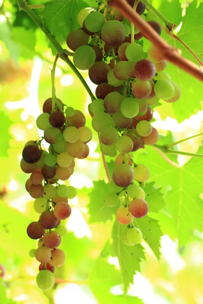 Red grapes in the sun — Stock Photo, Image
