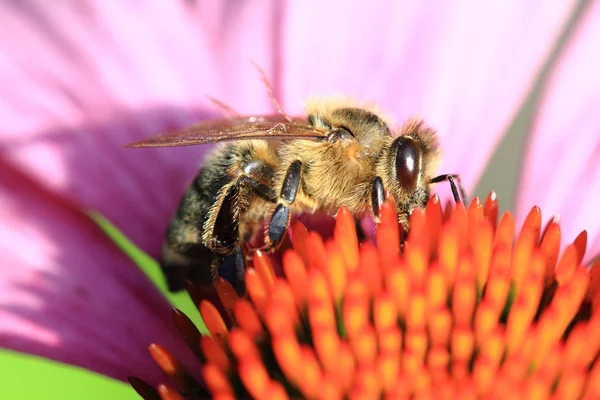 Bee en echinacea bloem — Stockfoto