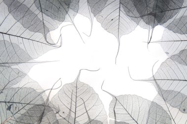 güzel arka plan olarak kurutulmuş yaprakları