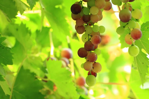 Red grapes in the sun — Stock Photo, Image