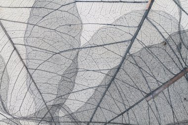 güzel arka plan olarak kurutulmuş yaprakları