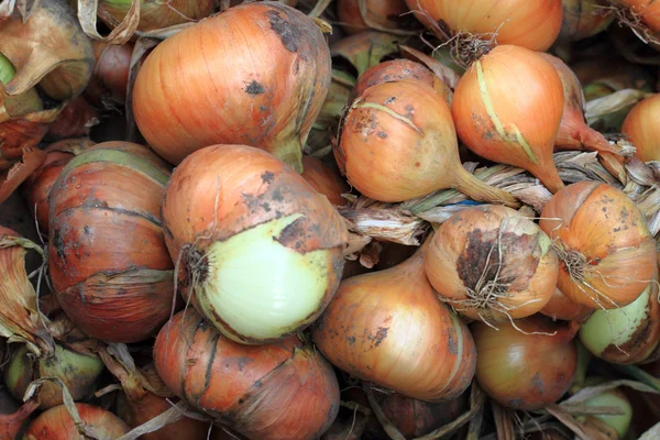 Fondo de cebolla fresca — Foto de Stock