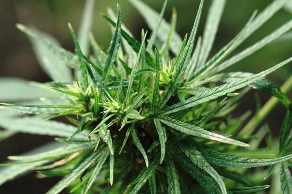 Grüne Marihuanapflanze — Stockfoto