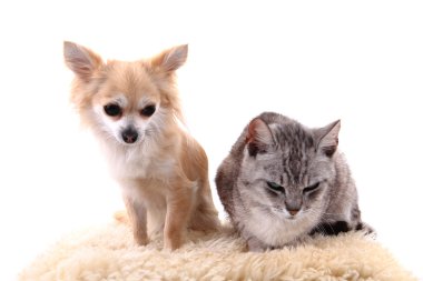 kedi ve chihuahua dinlenme