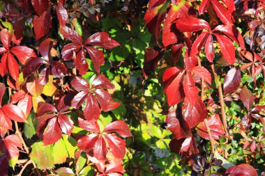 sonbahar yaprakları arka plan