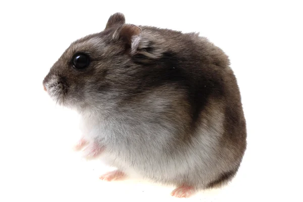 Dungarischer Hamster isoliert — Stockfoto