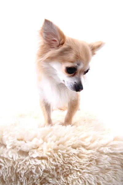 Chihuahua sta riposando — Foto Stock