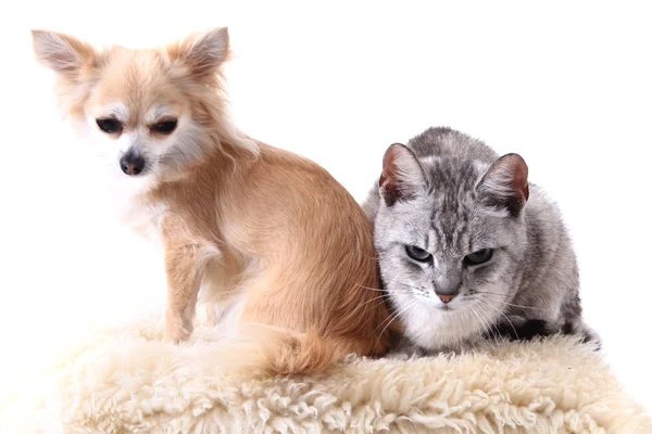 Kedi ve chihuahua dinlenme — Stok fotoğraf
