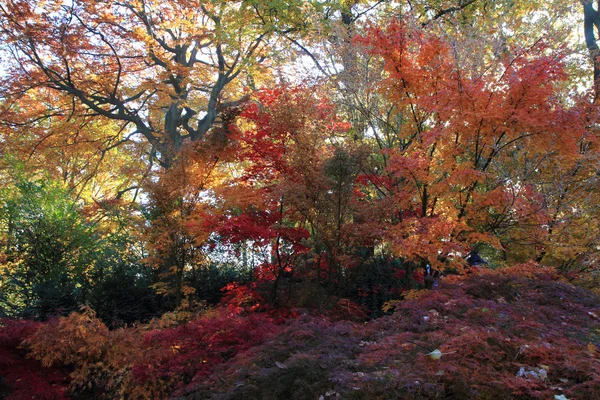 Farbe Herbstwald — Stockfoto