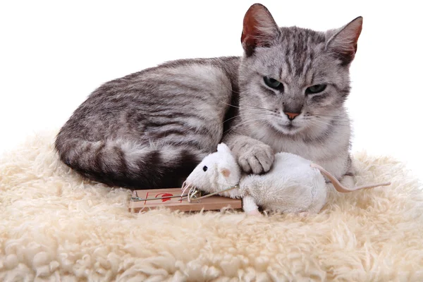 Gray cat and white mouse isolated — Stock Photo, Image