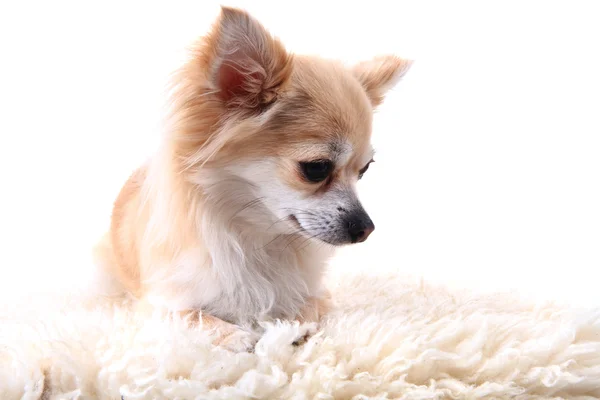 Chihuahua está descansando — Fotografia de Stock