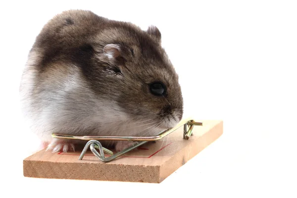 Dzungarian hamster isolated — Stock Photo, Image