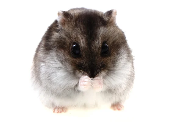 Djungarie hamster geïsoleerd — Stockfoto