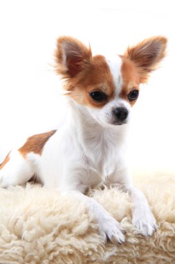 Chihuahua dinleniyor