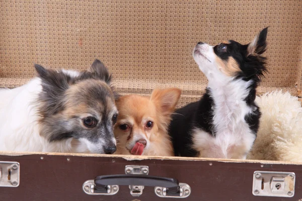 Tre chihuahua hundar i resväskan — Stockfoto