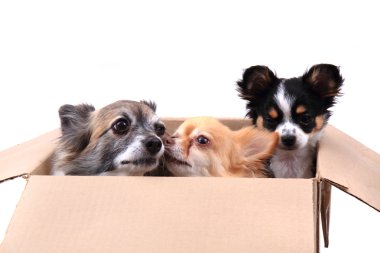 Kağıt kutusu üç chihuahua