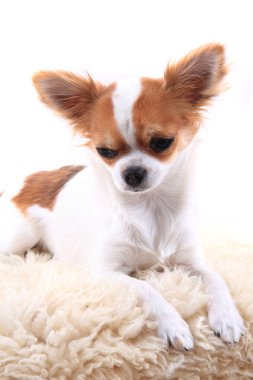 Chihuahua dinleniyor