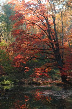 yavaş sonbahar Nehri