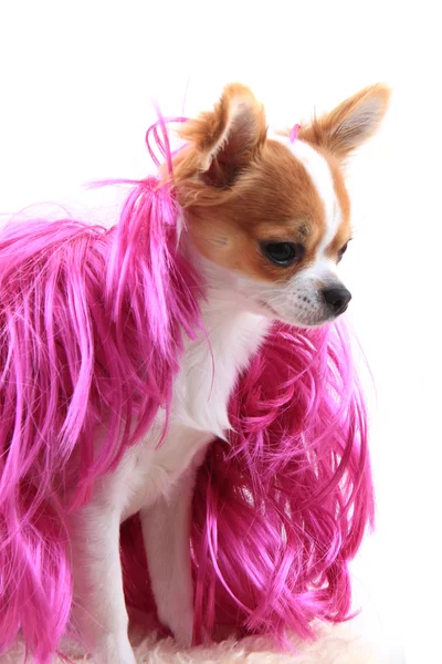 Chihuahua está descansando en modelo de moda — Foto de Stock