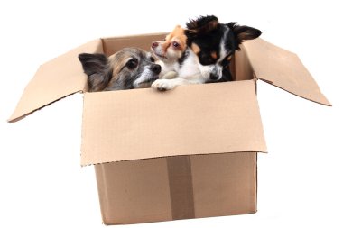 Kağıt kutusu üç chihuahua