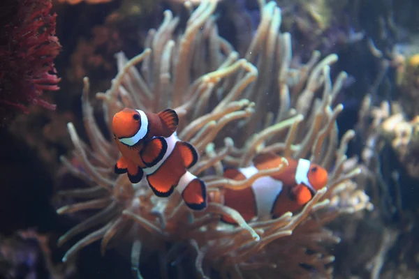 Clown fish nemo — Stock Photo, Image